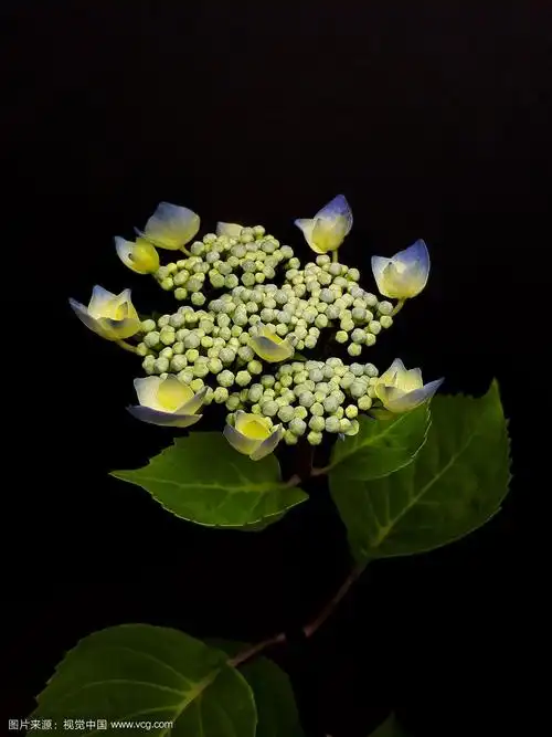 绣球黑钢蓝花黑