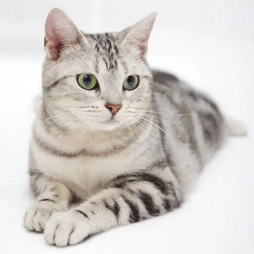美国短毛猫