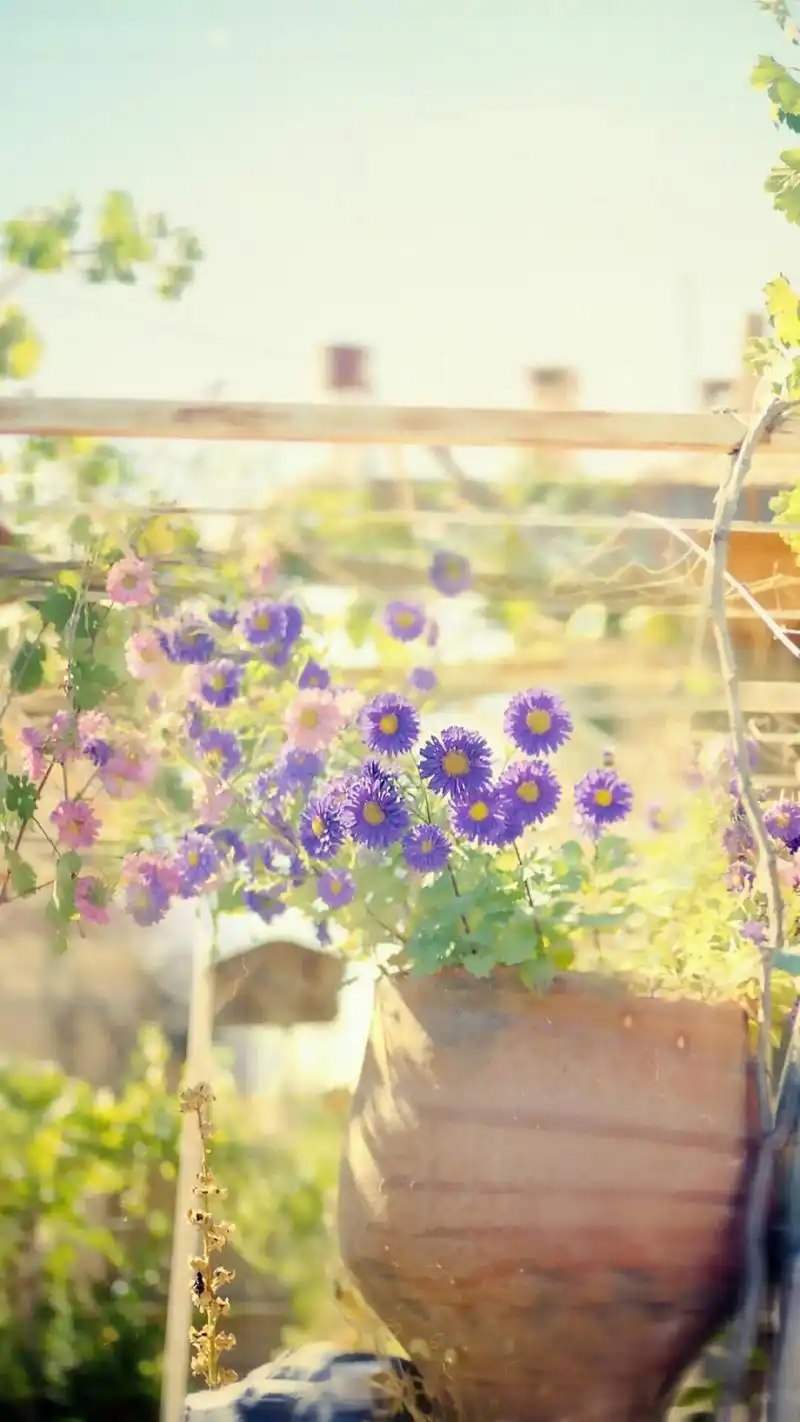 唯美小清新治愈系