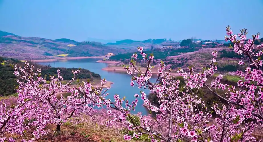 桃花广场,滨水长廊,桃花走廊等10多个景点和"十里桃花红万顷橙花
