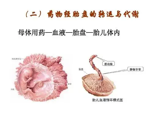 (二)药物经胎盘的转运与代谢 母体用药—血液—胎盘—胎儿体内
