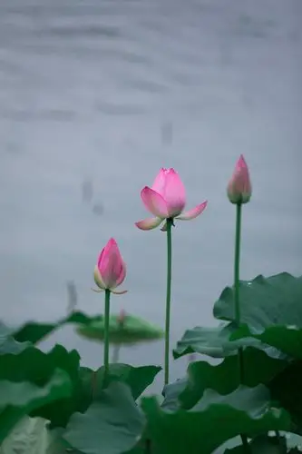 清晨拍荷花一组,请多指教