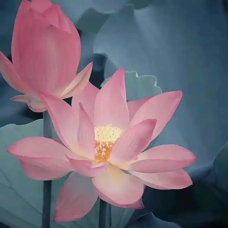 头像 妈妈喜欢的头像,用起来#心如莲花 - 抖音