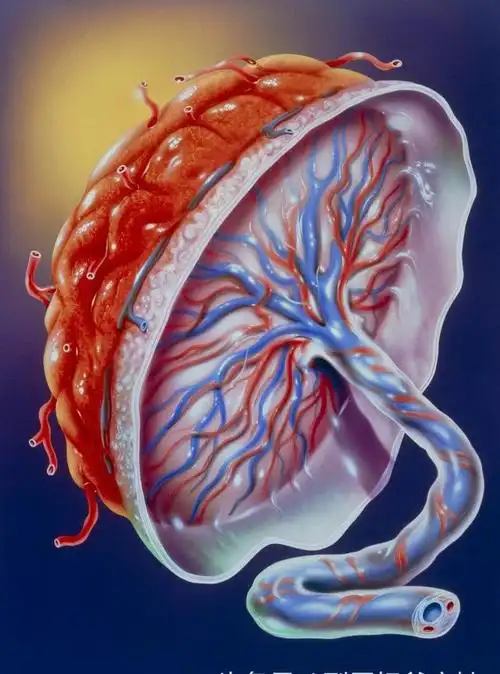 产妇准备怎么处理胎盘?世界各地对胎儿的胎盘处理大不同