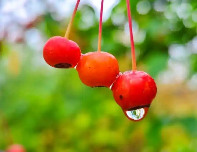 海棠果晶莹剔透好诱人