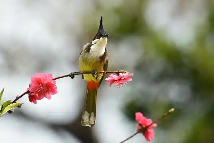 拜年帖 —— 桃花和鸟儿(下)