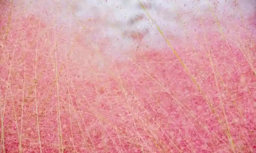 宜兴这片"粉黛乱子草"仙气十足,少女心要爆棚啦!