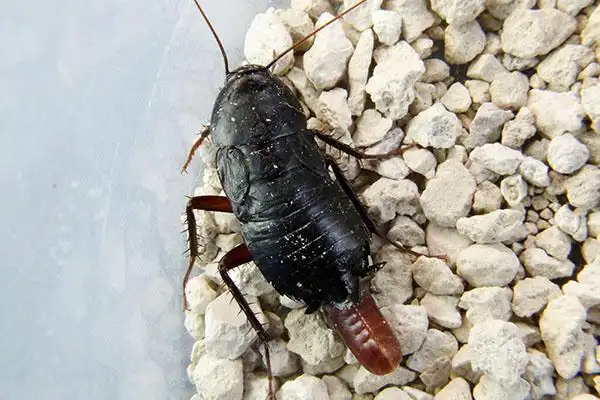 杜比亚蟑螂对人有害吗