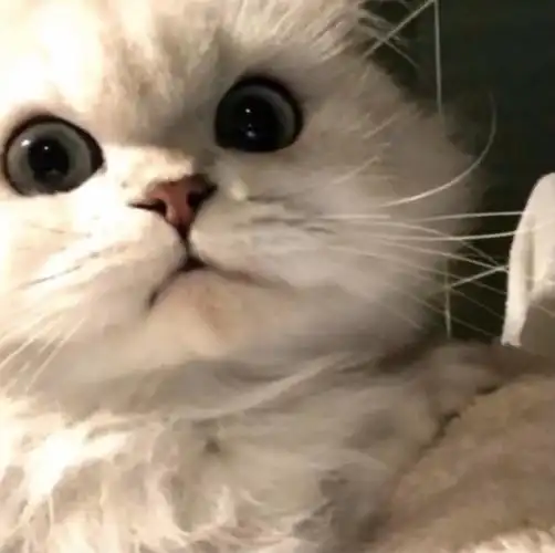 情侣头像 猫咪情头 - 堆糖,美图壁纸兴趣社区