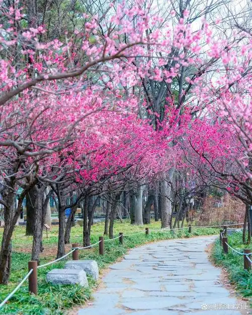 春天风景那么美,照片不要拍稀碎,这些春天摄影技巧学起来吧