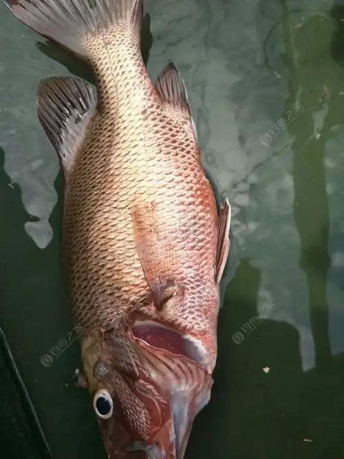 船钓西江附近桥底,暗钉黄脚鱲小爆护