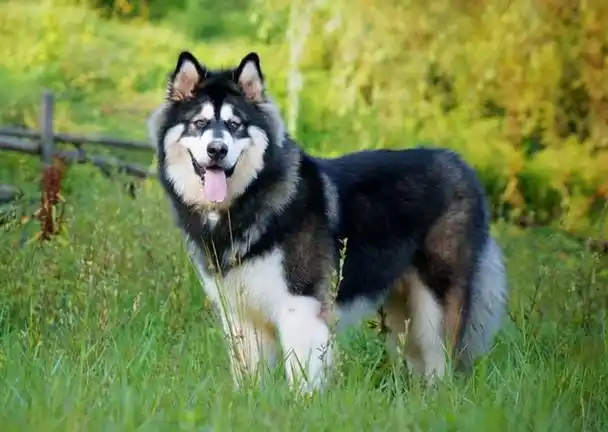 常见的8种中大型宠物犬,平均寿命是多少,你知道吗