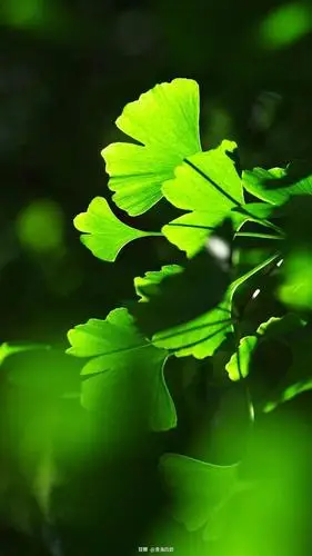 青海四郎的相册-壁纸