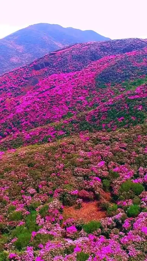 看!这满山花海!