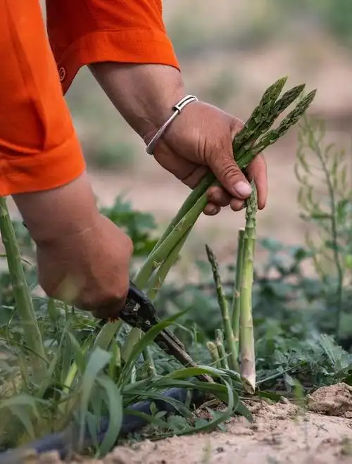 农户在宁夏吴忠市同心县下马关镇窖坑子村芦笋种植基地采摘芦笋(略