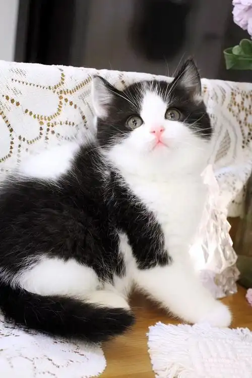 出售黑白正八英短喜欢的联系