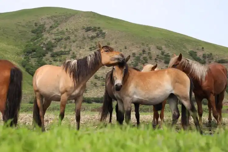 盛夏草原骏马驰骋