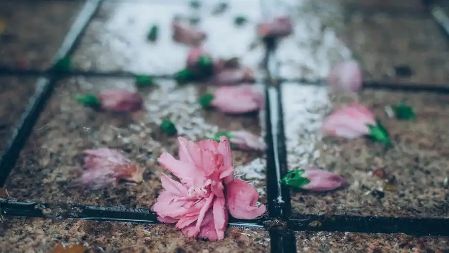 其它,落花,唯美,听雨哭泣的声音壁纸