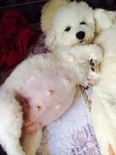 一:狗狗孕期9大事项要说"不"1)防止腹部的压挤,不要把犬关在狭窄的