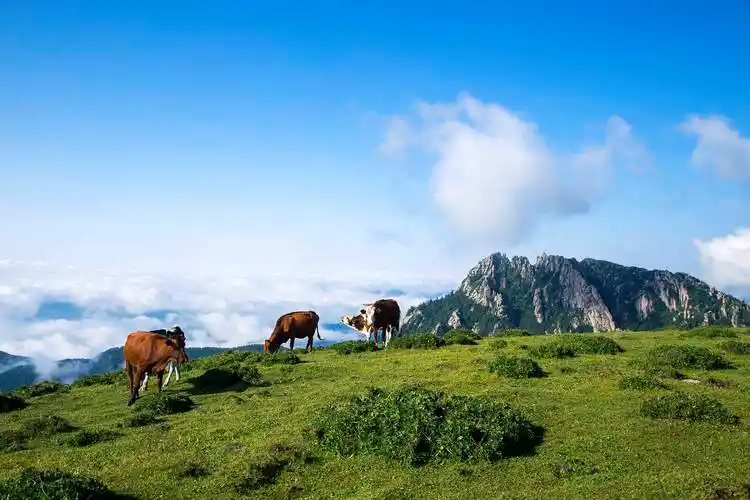 山西芦芽山:有一处万亩亚高山草甸,旖旎风光让人陶醉_草原_马伦