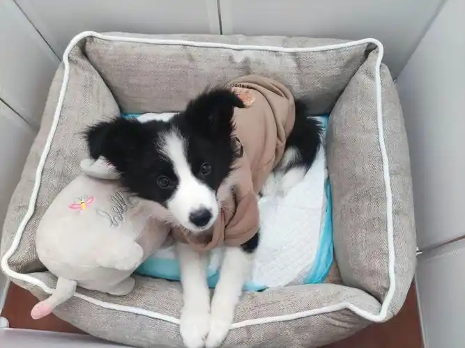 狗狗跑太快撞水泥墩子上了