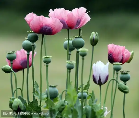 虞美人与罂粟之对比(一)