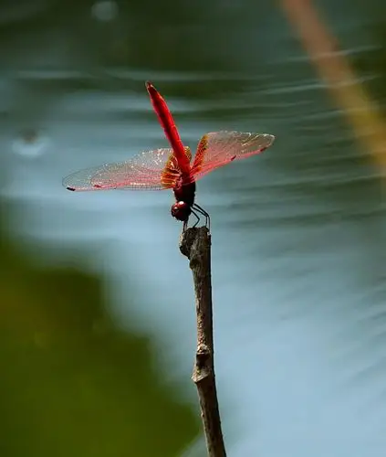 水上芭蕾(红蜻蜓)改进版