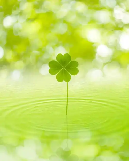 正面,自由,数码,科技,水,一片,绿色背景,阴影,网络,液体,水滴,四叶