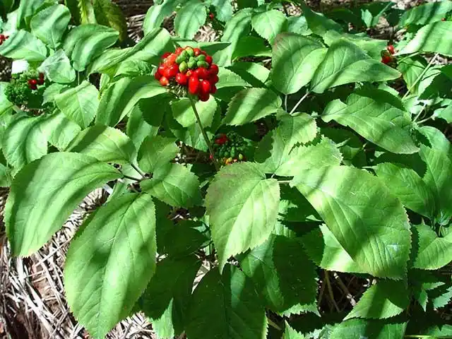 西洋参适合施什么肥料?西洋参叶面肥用昆仑风