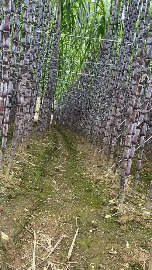 贵州黑紫皮甘蔗大量上市中兴义甘蔗