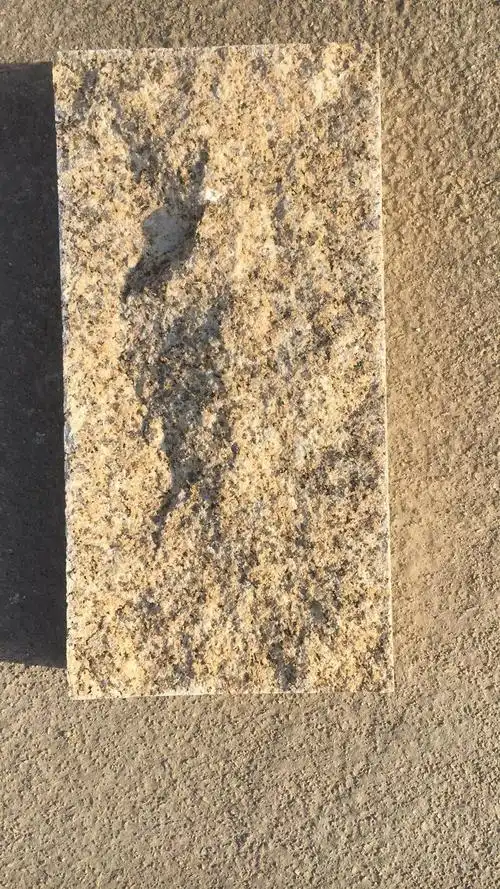 黄金麻大黄自然面