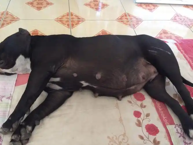 其它 我的美篇 写美篇41天了还这样淘气,玩起来就忘记了肚子里的宝宝