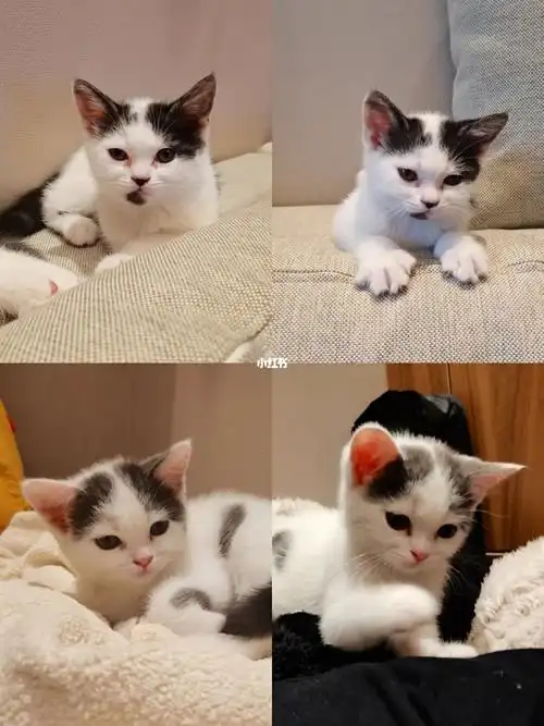 英美短串串61同一个爹妈生出来的颜值差距