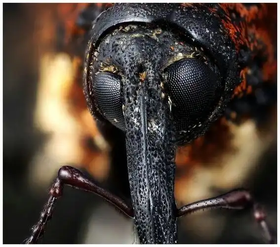 青山碧水,虫虫有约