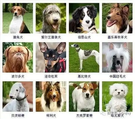 宠物狗的品种名称大全(100种名犬图片及名字)-56宠物网