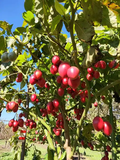 墨尔本之旅2019.07.11-23 - 美篇