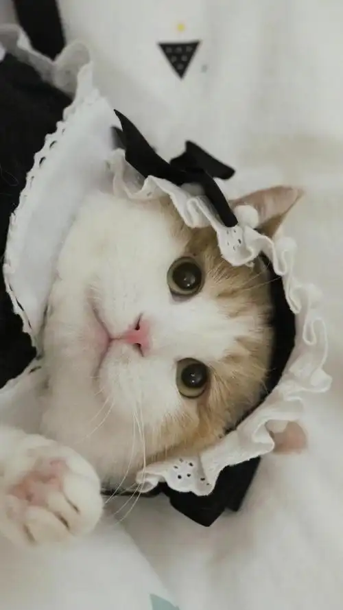 治愈系可爱呆萌小猫咪
