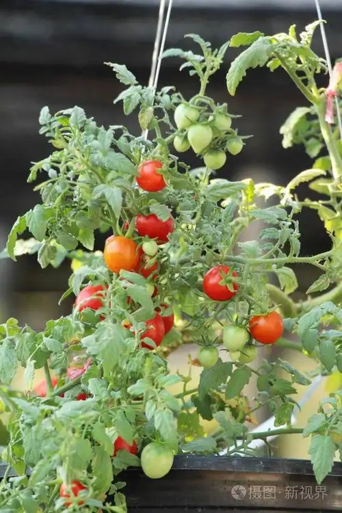 花园里树上的新鲜西红柿照片-正版商用图片18dhc7-摄图新视界