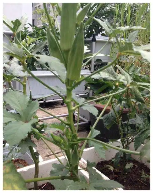 盆栽秋葵的种植方法