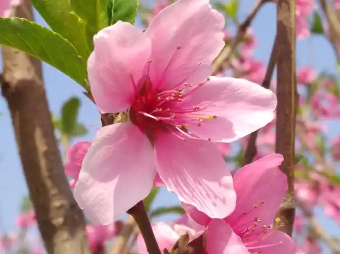 春天粉红桃花盛开绽放