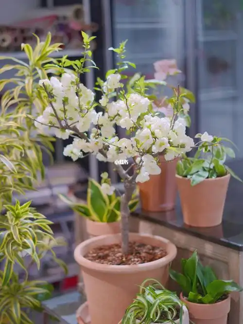 绿宝石海棠(绿宝石海棠开花图片) - 养殖日记