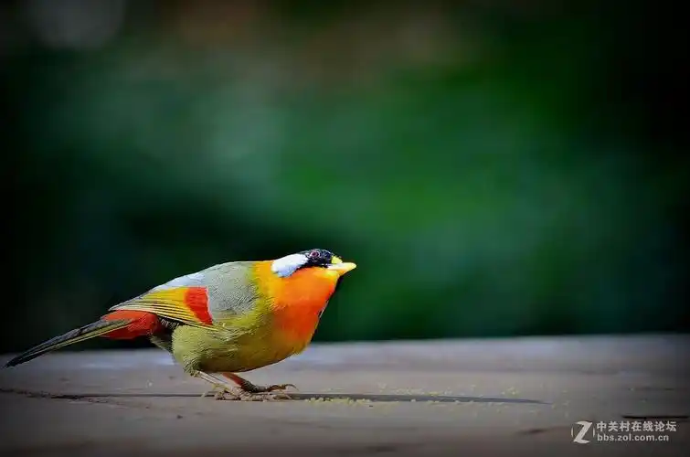 七彩云南拍鸟记四十八银耳相思鸟