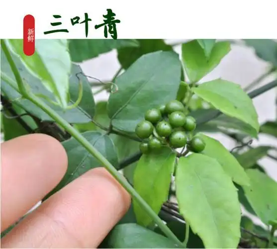 而现代研究也发现了三叶青具有抗肿瘤的功效.