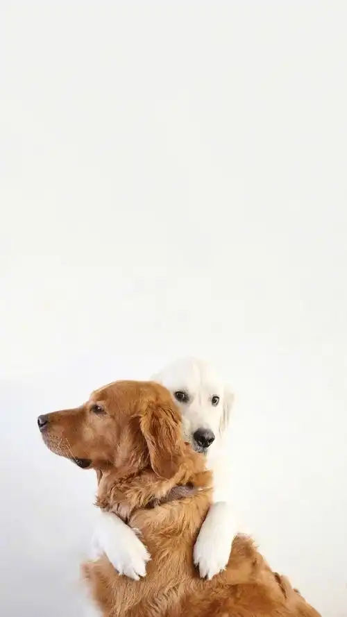 呆萌可爱的狗狗图片手机壁纸