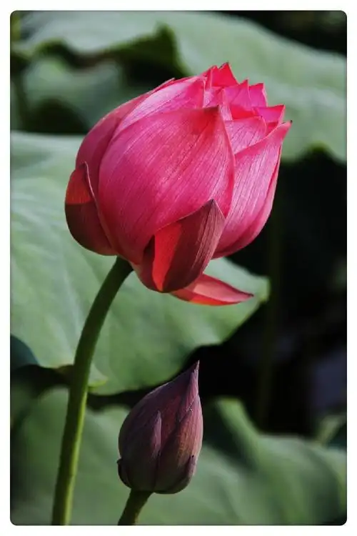 夏日荷花别样红(成都煎茶观荷花)