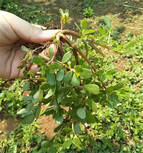 博多客新鲜马齿苋菜野生马蜂菜蚂蚱菜1kg顺丰