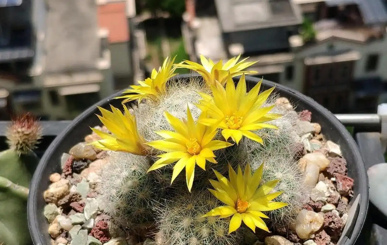 有种仙人球,名叫"芳香丸",乳突球属多肉植物,身上长满了白色的绒毛,看