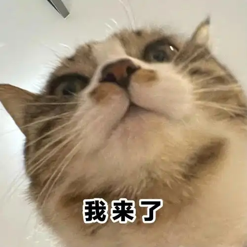 无聊做了组猫猫表情包05
