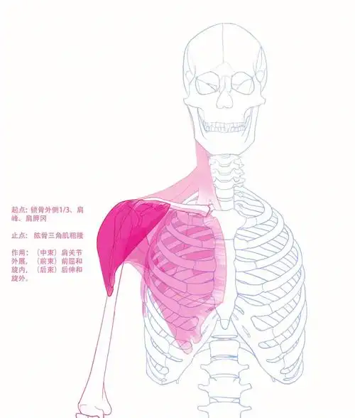 一日一肉6三角肌