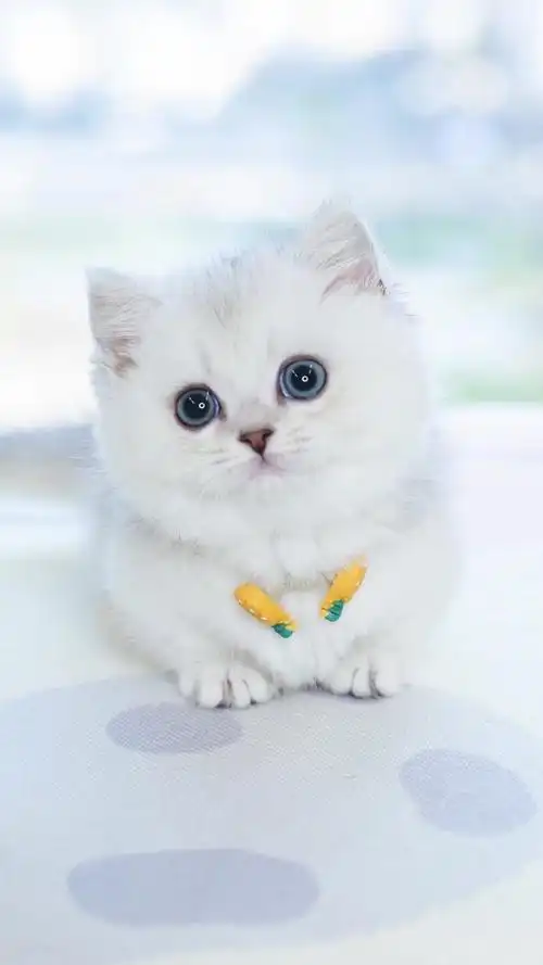 珠海矮脚猫猫舍小可爱们找新家合同保障